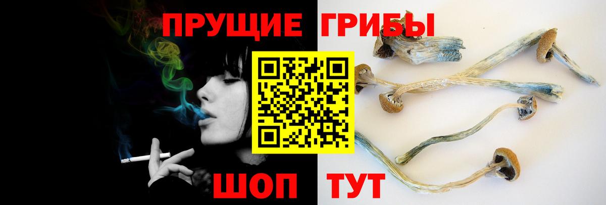 Алексеевка  цена   Вход с VPN  Псилоцибиновые грибы GOLDEN TEACHER 